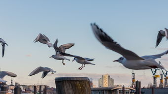 VWIN(china)官方网站-澳大利亚乒乓球未来的目标:在全球比赛中稳步前行,澳大利亚乒乓球选手